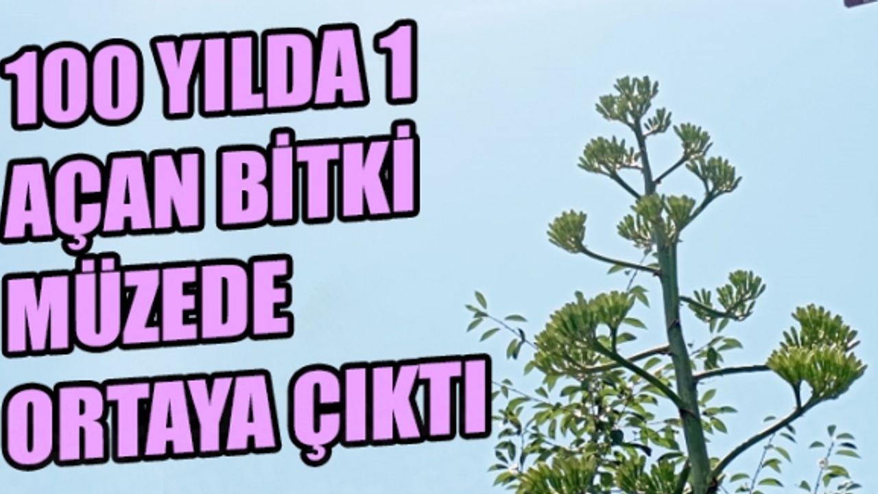 HALK DİLİNDE SABIR OTU OLARAK BİLİNİYOR