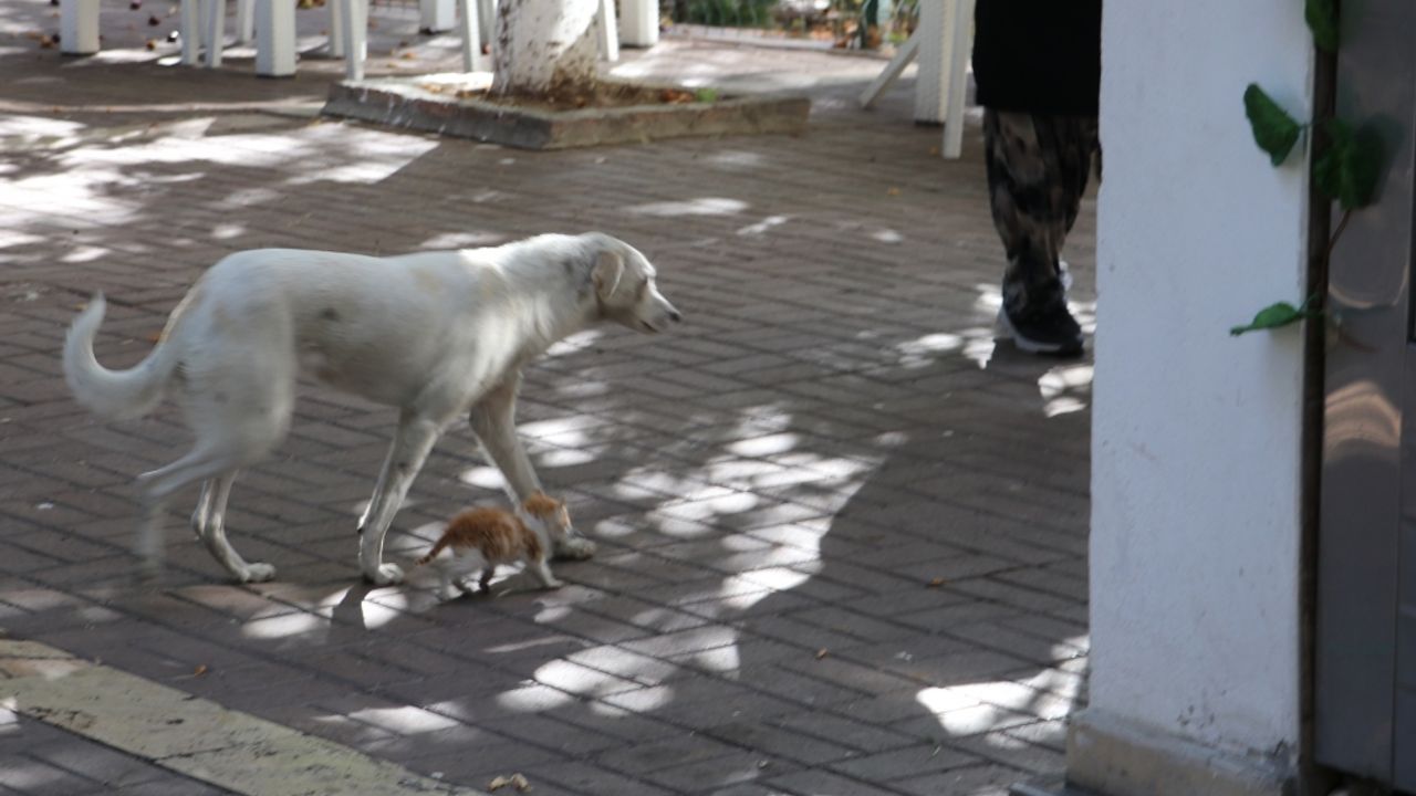Amasya'da bir köpek, kedi yavrusuna annelik yapıyor