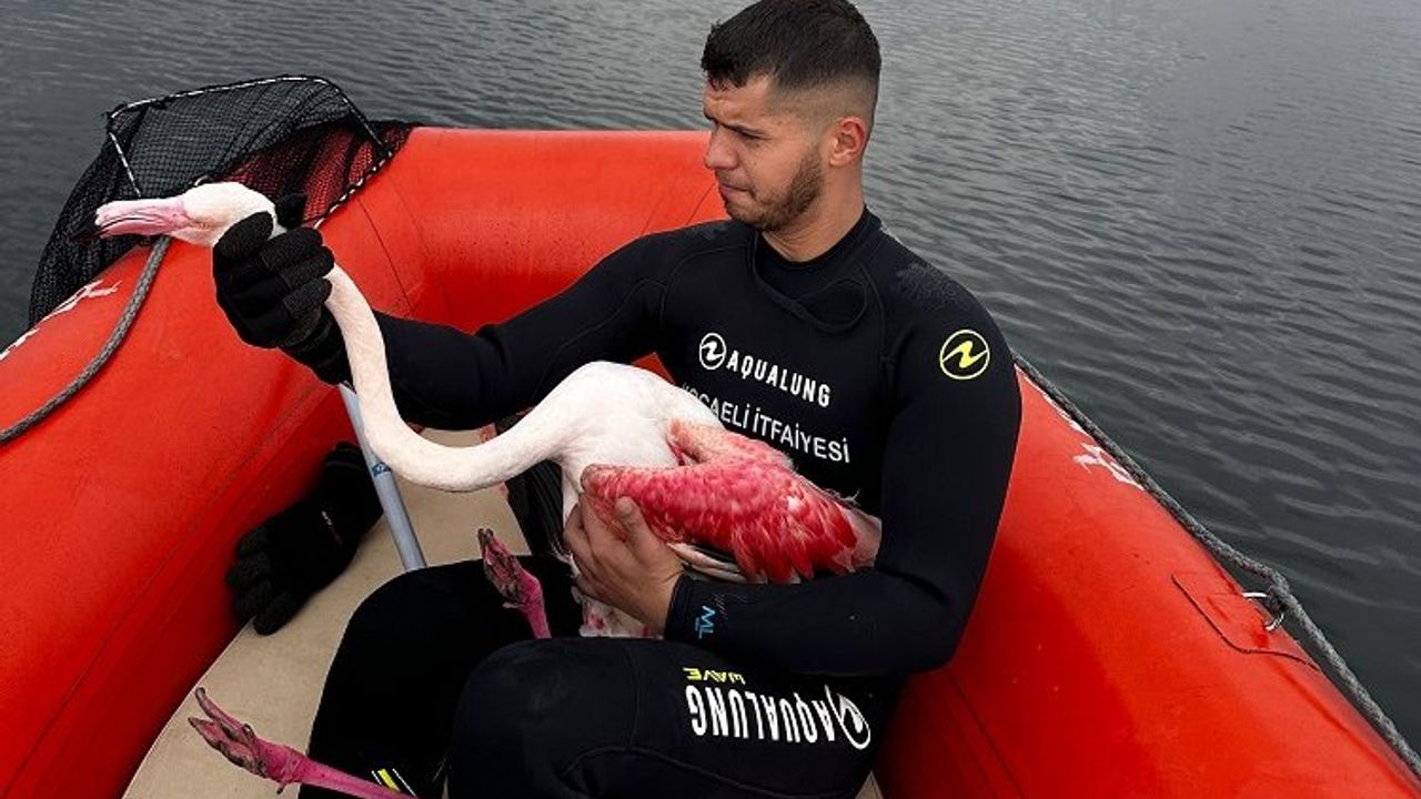 Kocaeli İtfaiyesi yaralı flamingoyu kurtardı