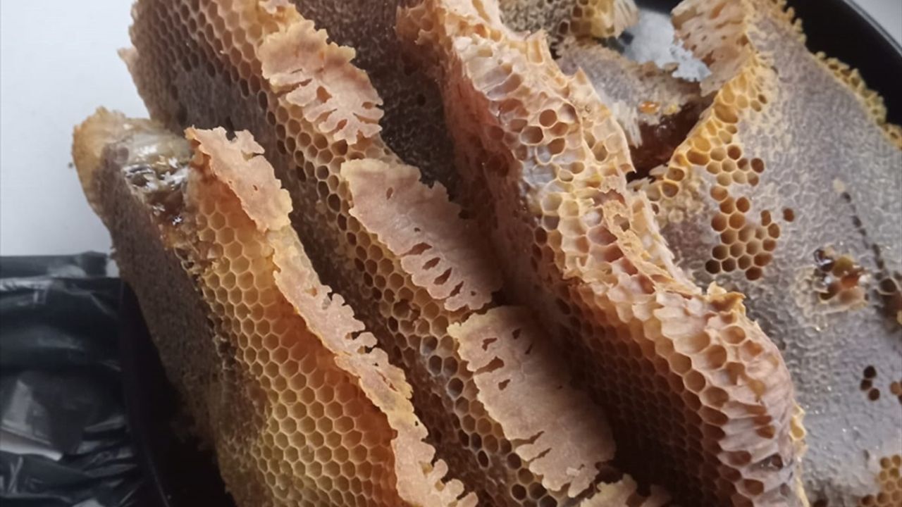 Düzce'de arıların petek yaptığı valizden 8 kilogram bal çıktı