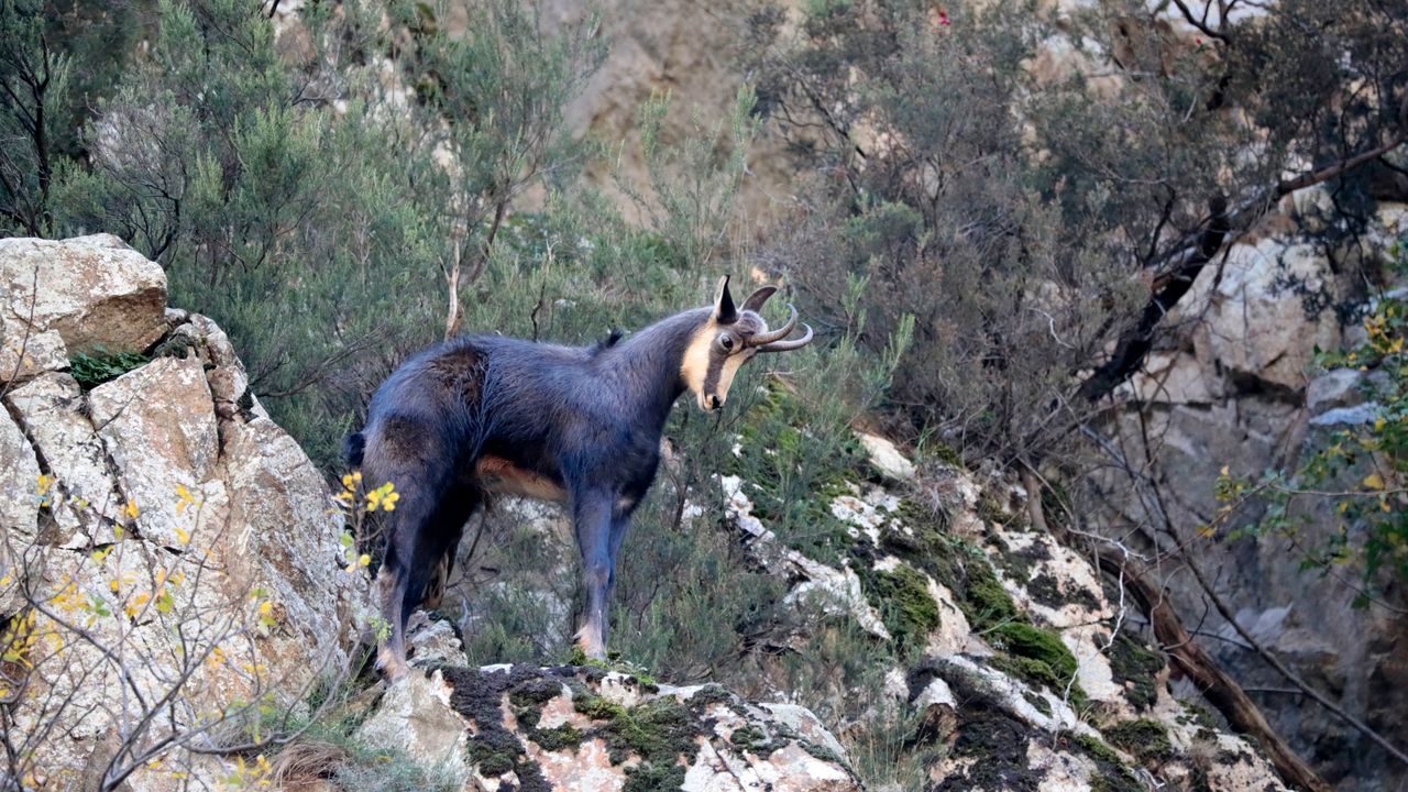 Gümüşhane'de çengel boynuzlu dağ keçileri görüntülendi