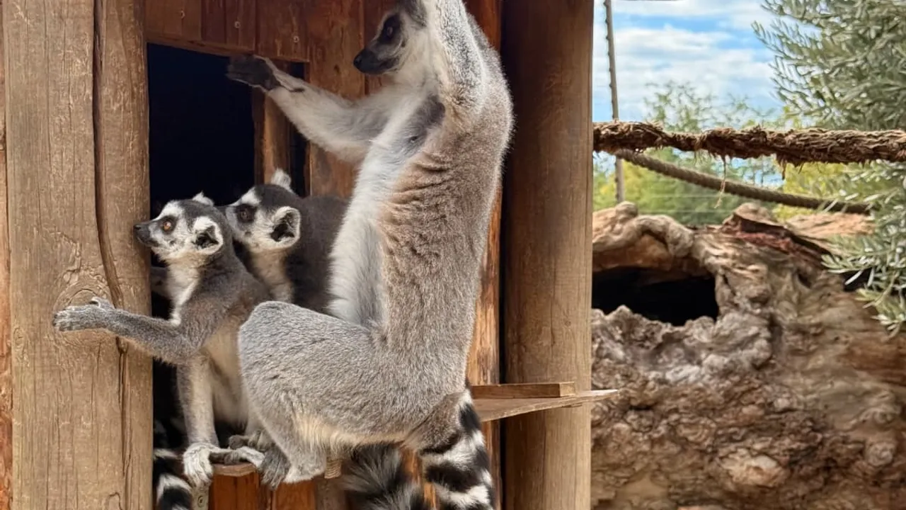 İzmir'de davranış zenginleştirme atölyesi