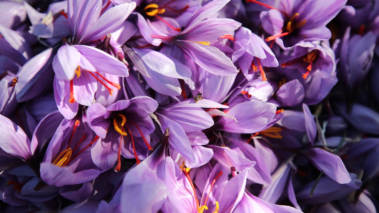 Karabük'te ekilen 'mucize bitki' safranın hasadı sürüyor