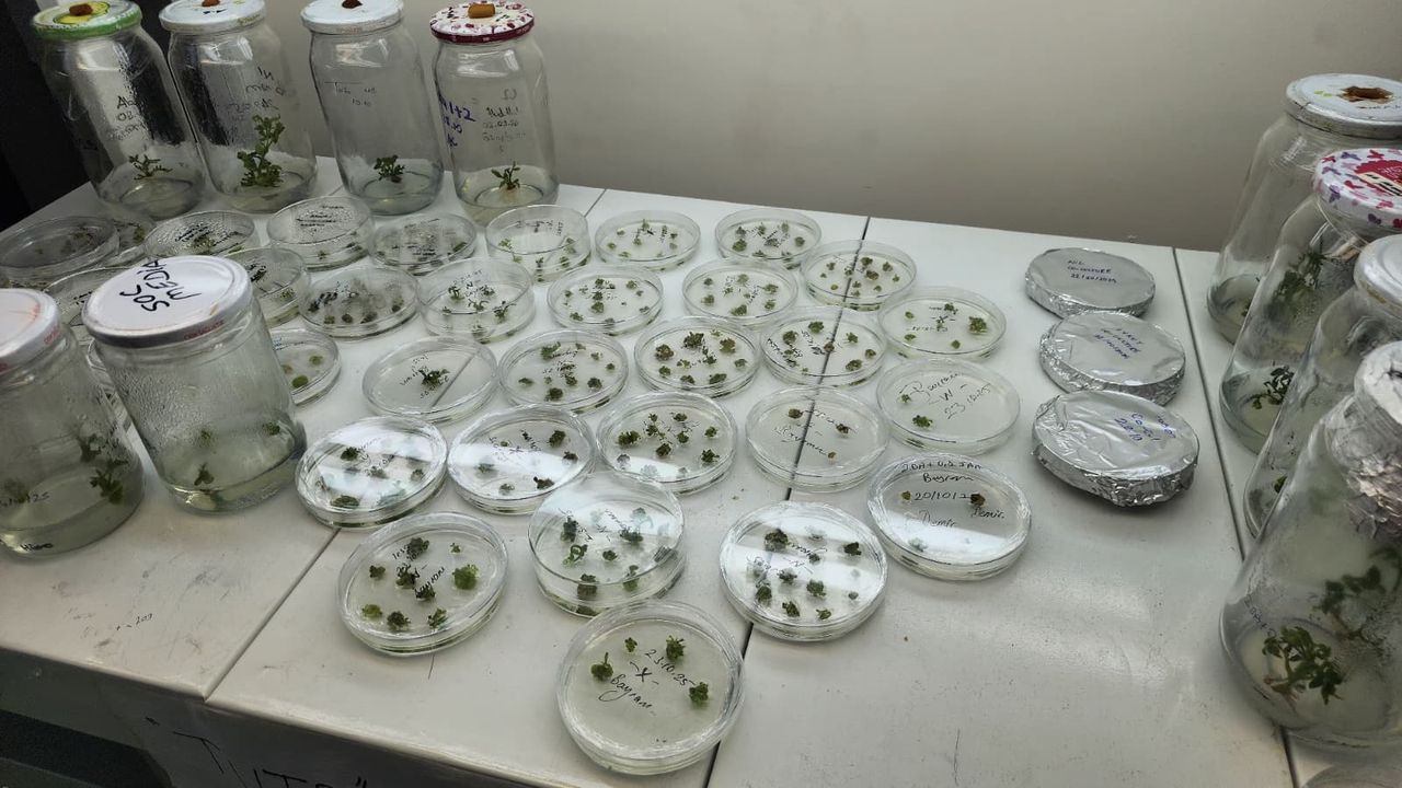 OMÜ'nün 'domates' projesi TÜBİTAK'tan destek gördü