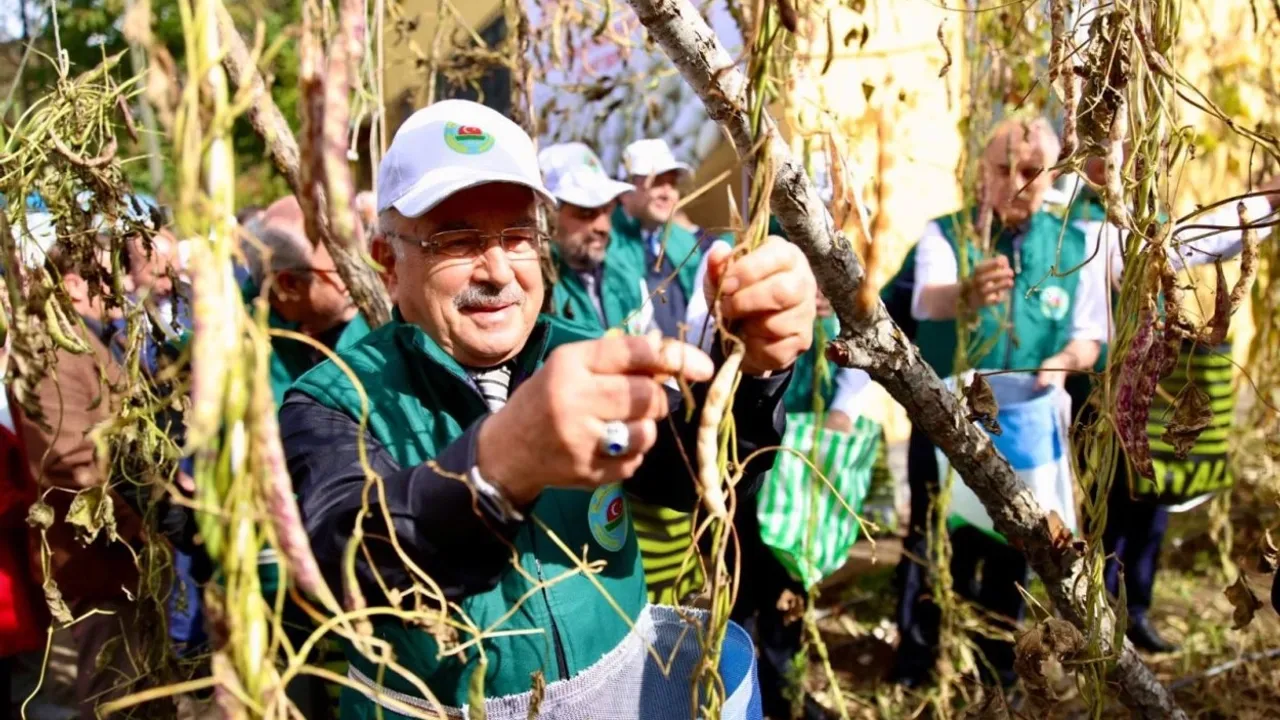 Ordu'da Akkuş fasulyesi markalaşıyor, hasat başladı