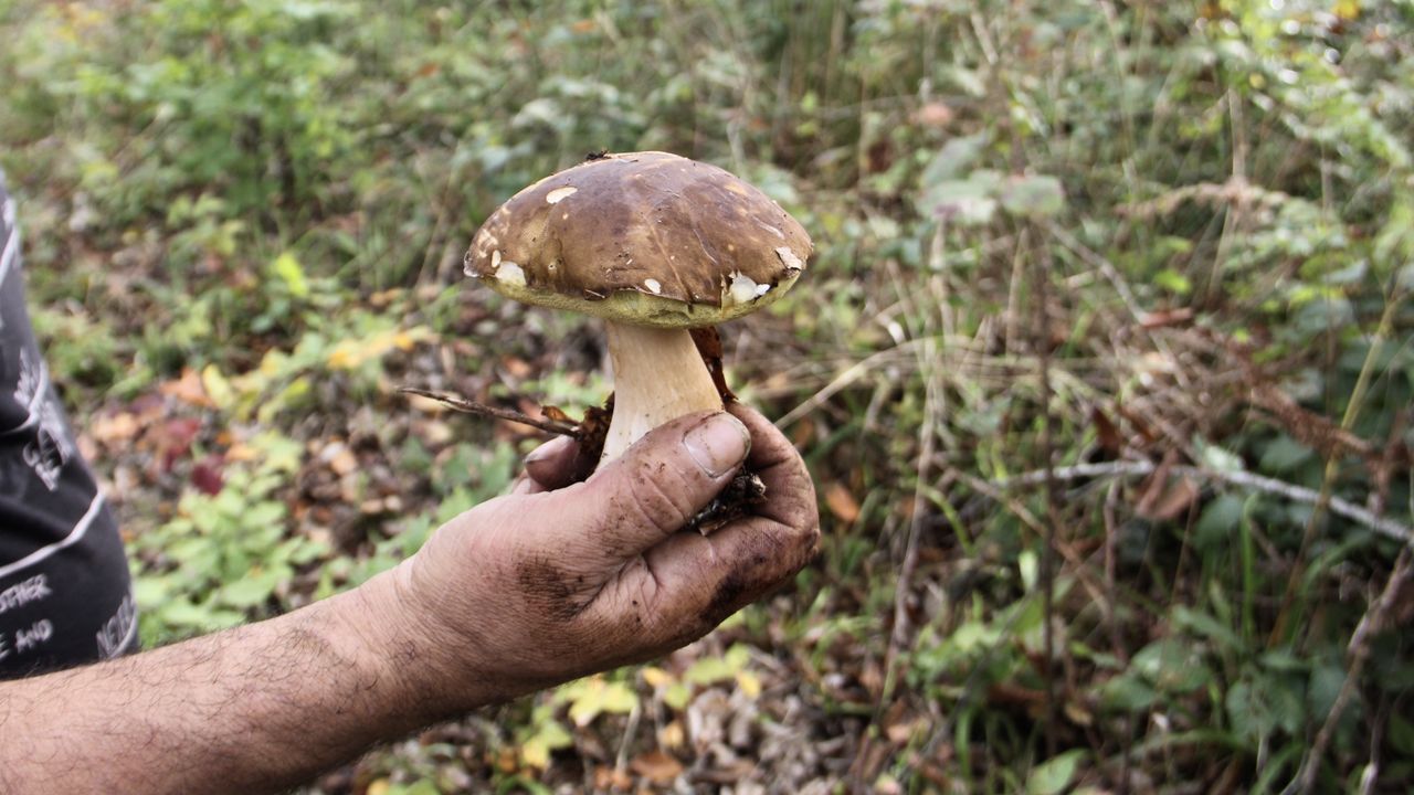 Sinop'ta 'fesleğen mantarı' yöre halkına gelir kapısı oluyor