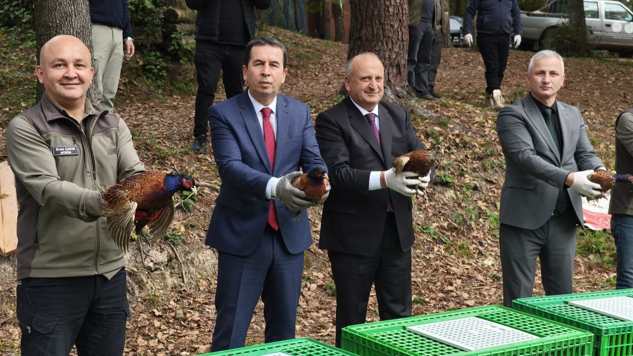 Ünye'de kahverengi kokarcaya karşı doğaya 200 sülün salındı