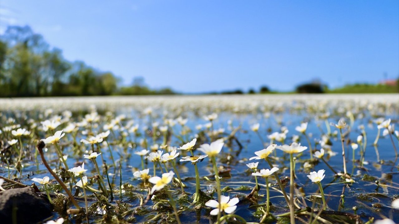 UNESCO listesindeki Kızılırmak Deltası su papatyalarıyla kaplandı