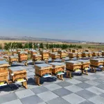 ABB'den arıcılığa büyük destek