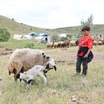 Göçerlerin yüksek rakımlı yaylalardaki mesaisi sürüyor