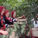 FINDIK HASADI TARİHLERİ BELLİ OLDU