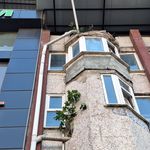 DUVARDAN ÇIKAN İNCİR AĞACI GÖRENLERİ ŞAŞIRTIYOR