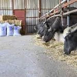 Ankara'da manda yetiştiricilerine ücretsiz yem desteği