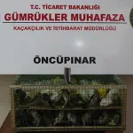 Gümrük Muhafaza'dan kaçakçılığa darbe! 2026'da 58 bin 519 canlı hayvan kurtarıldı