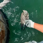 Kanadına misina dolandı... İzmir'den özgürlüğe uçuruldu
