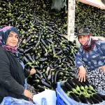 Manisa'da afetzede çiftçinin yüzü gülüyor