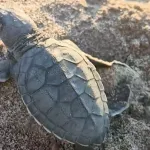 Akyatan'da deniz kaplumbağaları için seferberlik