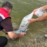 Yavru balıklar Aliçopehlivan Köyü Göleti'nde suyla buluştu