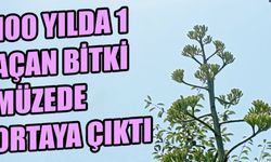 HALK DİLİNDE SABIR OTU OLARAK BİLİNİYOR