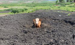 Tokat'ta gübre yığınına batan ineği itfaiye ekipleri kurtardı