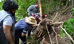 Trabzon'da ayağı çelik tele takılan ayı kurtarıldı