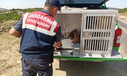 Kırsalda bulunan köpek ve yavruları korumaya alındı