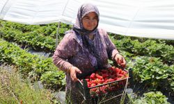 Muğla Köyceğiz Yaylaları’nın çilekleri raflarda