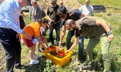 Ordu'da derelere 50 bin yavru alabalık bırakıldı