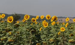 Bolu'da sertifikalı tohum ekilen 32 bin dönüm alanda yüksek verim elde edildi