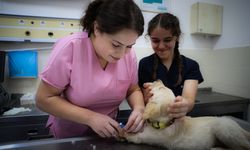 OMÜ Hayvan Hastanesi'nde 6 ayda yaklaşık 18 bin hayvan tedavi edildi