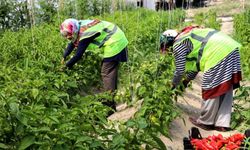Safranbolu Belediyesi seralarında üretilen organik tarım ürünleri "halkın bakkalı"nda satılacak