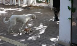Amasya'da bir köpek, kedi yavrusuna annelik yapıyor