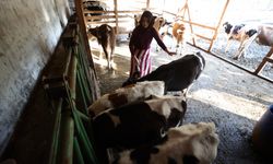 Bir inekle başladı, devlet desteğiyle çiftlik kurdu