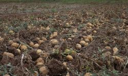 Artova'da 2 bin ton patates rekoltesi bekleniyor