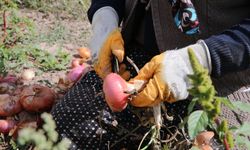 Tokat'ta hasadı tamamlanan soğanda 13 bin tona yakın rekolte bekleniyor