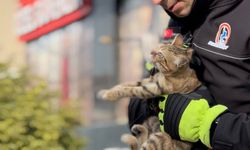 Düzce'de çatıda mahsur kalan kedi yavruları kurtarıldı