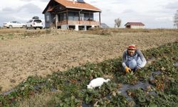 İstanbul'da tekstil sektörünü bırakıp Samsun'da çilek ve aronya yetiştirmeye başladı