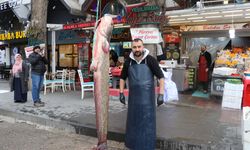 Amasya'da 75 kilogramlık yayın balığı yakalandı