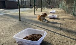 Başkan Demircan'dan barınakta köpek ölümlerine ilişkin açıklama