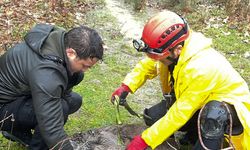 Karabük'te su kanalına düşen karaca kurtarılıp doğaya salındı