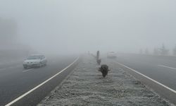 Kastamonu'da sis görüş mesafesini düşürdü