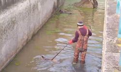 Samsun'da su kanalına düşen porsuk kurtarıldı