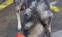 Bolu'da başı tenekeye sıkışan köpeği itfaiye kurtardı