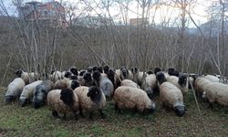 Giresun'da Çepni koyunu koruma altına alındı