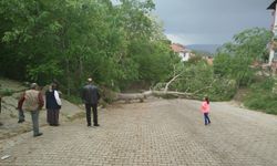Boyabat'ta kuvvetli rüzgar nedeniyle devrilen ağaç elektrik telini kopardı