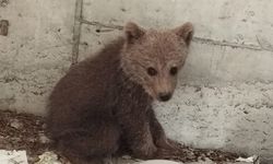 Bolu'da kamp yapan güreş milli takımı sporcuları ayı yavrusunu köpeklerden kurtardı