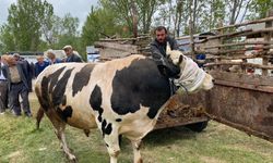 Eflani'de kurban pazarlarında hareketlilik yaşanıyor