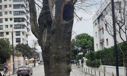 Kadıköy’de hasta ağaçların yerine yenileri dikilecek