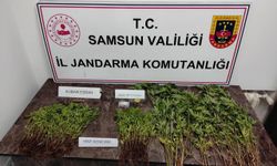 Samsun'da evinde uyuşturucu yetiştiren zanlı gözaltına alındı