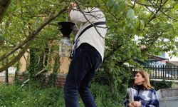 Samsun'da kahverengi kokarca ile mücadelede ağaçlara feromon tuzakları asılıyor